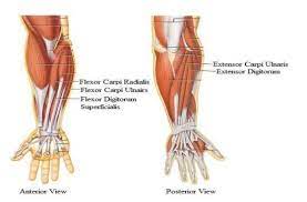 The forearm is divided into two compartments, which are separated by the radius and ulna and the interosseous membrane running between them. Forearm Muscles 13 Download Scientific Diagram