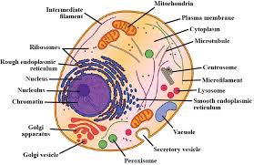 Check spelling or type a new query. Draw A Neat Labelled Diagram Of Animal Cell