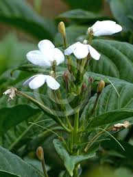 Image result for Rhinacanthus zambesiacus