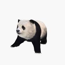 Panda Crawling 3d Model Tomoplace In 2020 Panda Bear 3d Model Animals