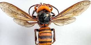 Find out the latest game information for your favorite nba team on. How To Distinguish Murder Hornets From Other Wasp Species In Arizona