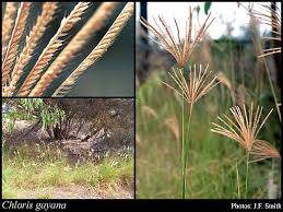 Image result for Chloris gayana