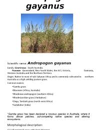 Image result for Andropogon gayanus
