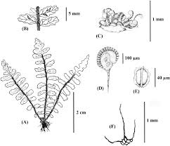 Image result for Asplenium inaequilaterale