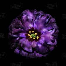 We did not find results for: Purple Flower Head Against Black Background Stock Photo Dissolve