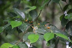 Image result for Ficus tesselata