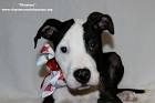Bull Terrier Dog Breed Information - American Kennel Club