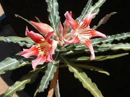 Image result for Ctenium somalense