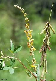 Image result for Crotalaria oocarpa