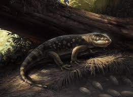 Image result for Brachystegia torrei