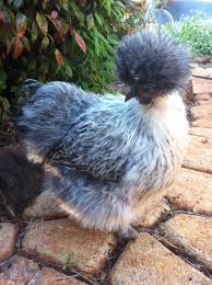 Carmen Miranda Silkie Toowoomba Australia