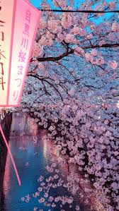 Admin apr 4, 2022 2 min read. Cherry Blossoms Iphone Wallpapers Free Download