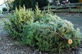 Übersicht übungen manuskript glossar downloads & links. Die Weihnachtsbaume Werden Ab Montag Abgeholt Burgerportal Bergisch Gladbach