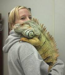 They are also among the most popular reptile pets in the united states, despite being quite difficult to care for properly. Gayle Fairbanks With Her Pet Iguana Eugene Eugene Iguana Pet Pet Lizards Cute Reptiles