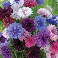 Cornflower Polka Dot Mix Seeds Centaurea Cyanus 50 Seeds Blue Flowers Garden Annual Flowers Flower Seeds
