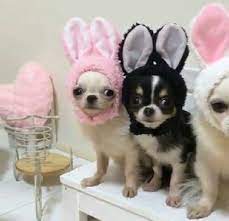 Chihuahuas Justo A Tiempo Para La Pasqua Cute Dogs Cute Chihuahua Chihuahua Puppies