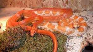 Nov 30, 2011 · be sure to approach the corn snake from the side rather than the top like a predator would do. Corn Snakes Are Perfect Pets For Reptile Enthusiasts Howstuffworks