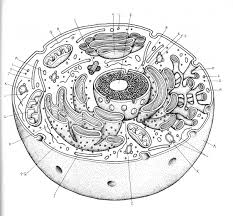 4 Best Images Of Animal Cell Diagram Worksheet Answers Labeled Animal Cell Drawing Cell Diagram Human Cell Diagram