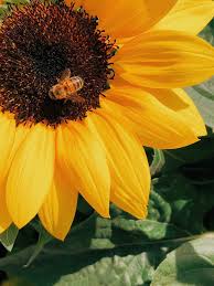 Honingraat is een natuurlijk bijenproduct dat bestaat uit wasachtige, zeshoekige cellen die rauwe honing bevatten. Waarom Eigenlijk Geen Honing Veganchallenge