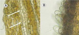 Image result for Dichrocephala