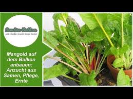 Mangoldt entwickelt, konstruiert und fertigt anwendungsspezifische drosseln mit eisenkern oder luftkern, die in elektrischen netzen auf der ganzen welt für höchste. Mangold Auf Dem Balkon Anbauen Gemuse Balkon
