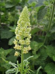 Image result for Emilia abyssinica