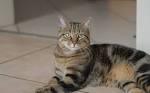 asian tabby cat ~ Type Of Cat | Pictures of Cats