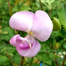 Image result for Vigna vexillata
