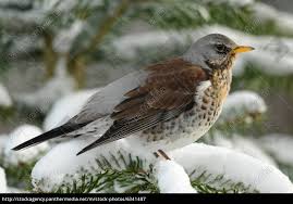 See more of wacholderdrossel on facebook. Wacholderdrossel Im Winter Stockfoto 6341487 Bildagentur Panthermedia