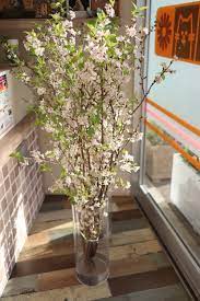 今年もこの季節がやってきました🌸 | 花咲く動物病院｜奈良県香芝市｜犬・猫・小動物・特殊動物