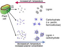 Plant cell walls vary from 0.1 µm to 10 µm in thickness. Molecules Free Full Text Supramolecular Self Assembled Chaos Polyphenolic Lignin S Barrier To Cost Effective Lignocellulosic Biofuels Html