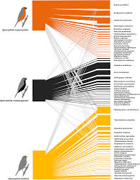 Image result for Sorghastrum stipoides