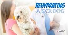 How do you hydrate a sick dog?