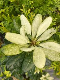 Image result for Pittosporum