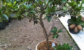 Cara agar tanaman buah dalam pot cepat berbuah. 5 Trik Agar Tanaman Dalam Pot Cepat Berbuah Petaniindo Com