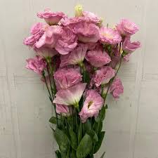 Image result for eustoma maurine