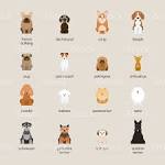 Medium Dog Breeds - Best Medium Sized Dogs