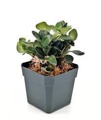 Image result for Elaphoglossum lancifolium