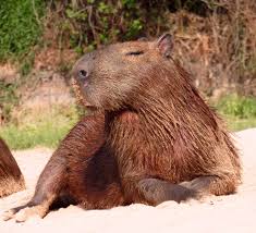 Capybara This Is My Best Side Capybara American Animals Cute Animals