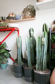Caring For Large Cacti The Zen Succulent Durham S Neighborhood Plant Gift Shop Large Cactus Plant Indoor Cactus Plants Types Of Cactus Plants