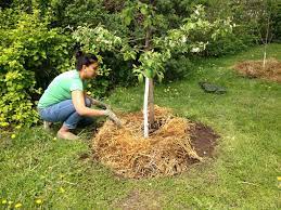 Young trees (one to five years old) should be watered throughout the year, until the soil freezes. Preparing Fruit Trees For Winter In Five Easy Steps