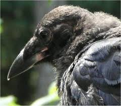 Bird With No Feathers On Head A Crow S Prayer Crow Black Bird My Spirit Animal