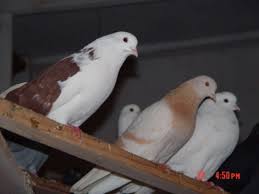 highflier pigeons pigeon pigeon bird dove pigeon