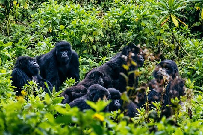 Rwanda gorilla trekking and safari packages