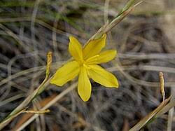 Image result for Moraea carsonii