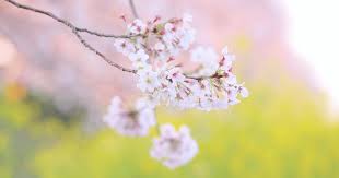 更年期の女性には、春は要注意！変化が大きい季節。対策して“春バテ”を乗り切ろう | 更年期のためのサポート・メディア MenotechLife (メノテックライフ)