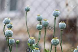 After gathering your whole poppy seed harvest, run it through a strainer to sift out all the broken pod parts. Poppy Papaver Somniferum Pods In Garden Papaver Somniferum Stock Photo Picture And Royalty Free Image Image 81927034