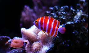 Tapi anda juga bisa menambahkan angelfish air tawar, discus, dll. Langka Dan Super Indah Ini Dia 10 Jenis Ikan Hias Termahal Di Dunia Cermati Com