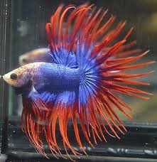 Live Betta Fish Butterfly Doublerayed Crowntail Male Nice Butterfly Pattern Betta Fish Betta Freshwater Aquarium Fish