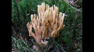 Image result for Ramaria stricta